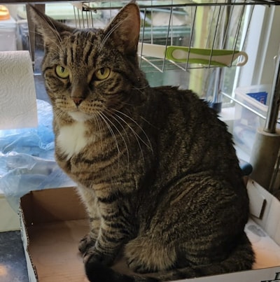 Heb jij Nala, Sade of Bowie gezien? Deze drie huisdieren worden in Bronckhorst vermist