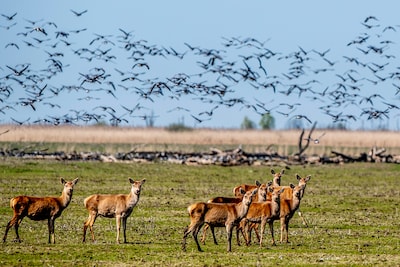Wéér gaat het over de edelherten in de Oostvaardersplassen: ‘Je weet niet wat je afschiet’