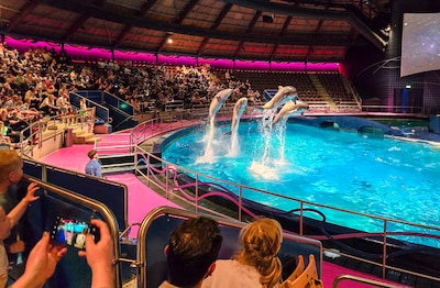 Experts over wegzakkend Dolfinarium in Harderwijk: ‘Dierenpark staat op een kruispunt’