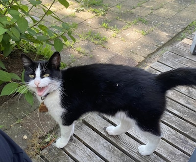 Heb jij Kitty of Lola gezien? Deze twee huisdieren worden in Nijkerk vermist