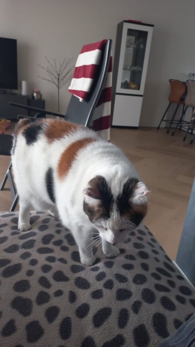 Heb jij Witje of King gezien? Deze twee huisdieren worden in Kampen vermist