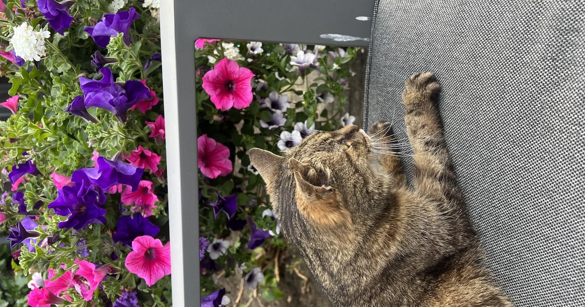 Heb jij Lilo gezien? Dit huisdier wordt in Meppel vermist