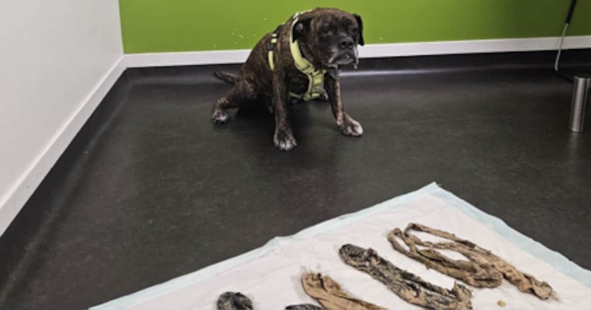 Haar hond begon te kokhalzen en toen kwam dit eruit bij de dierenarts