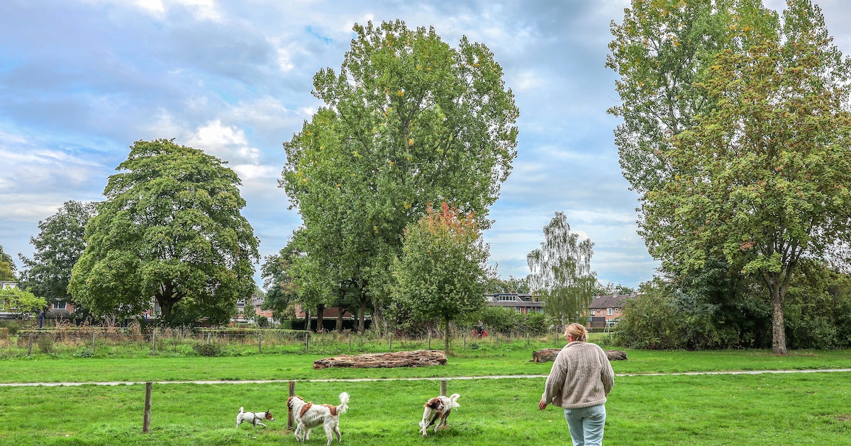 Woningbouw, hondenbelasting, camera’s en sport: dit zijn de financiële keuzes van Apeldoorn