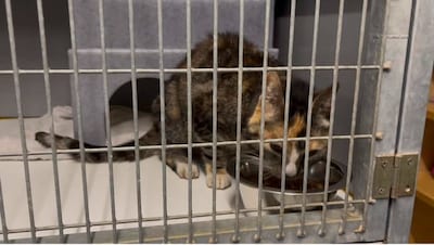Medewerkers dierenambulance vangen kat van de A28 met tonijn: eigenaar nog onbekend