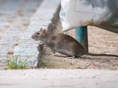 ‘Zulke grote’ ratten en rommel op dit plein in Deventer: ‘Soms hoor je klanten gillen’