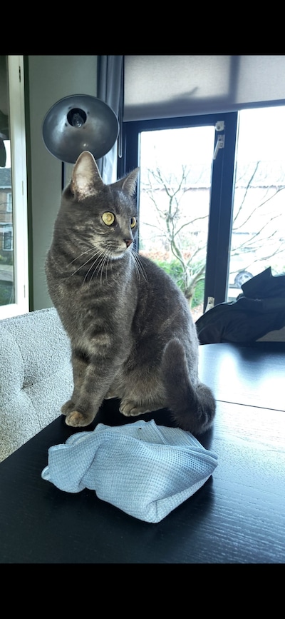 Heb jij Muis gezien? Dit huisdier wordt in Putten vermist