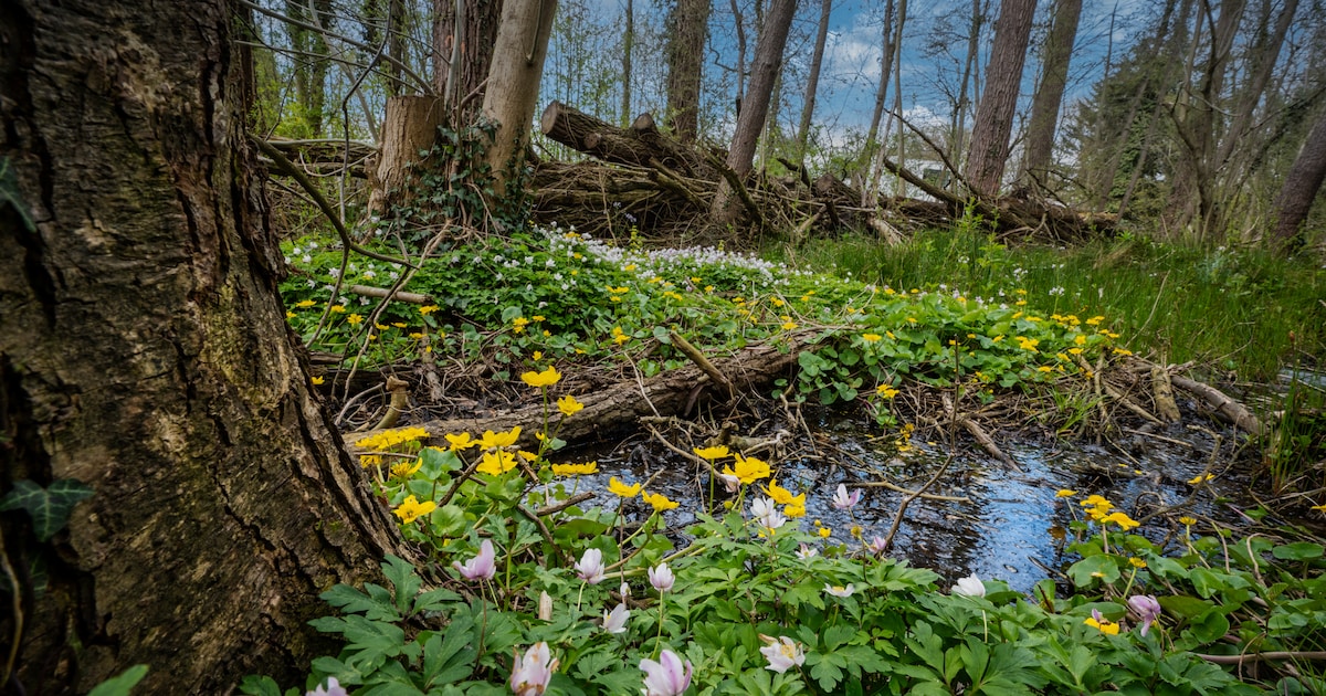 Natuurgebied Gulbroek wordt weer nat gemaakt: werk begint na de zomer
