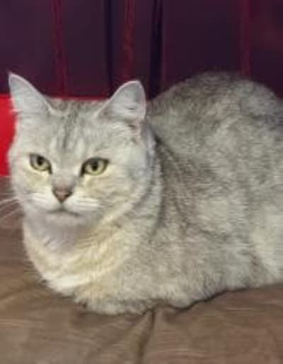 Heb jij Balu, Iris of Buddy gezien? Deze drie huisdieren worden in Nijkerk vermist