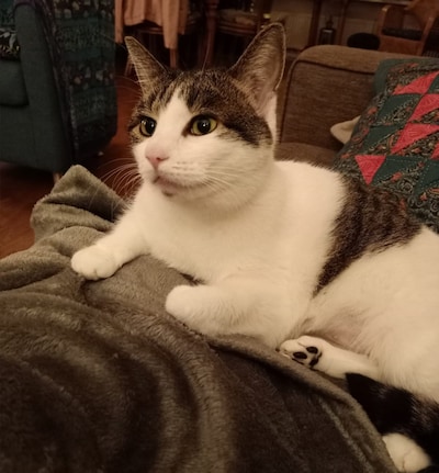 Heb jij Mies gezien? Dit huisdier wordt in Bronckhorst vermist