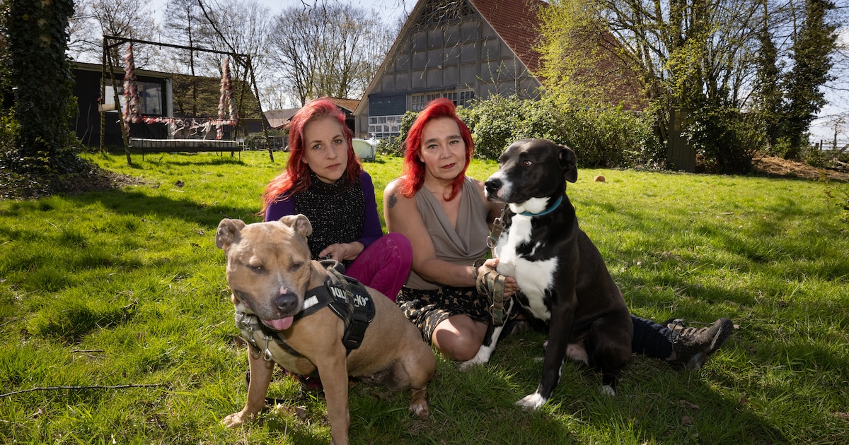 Zestien vechthonden, wie wil ze hebben? Hondenopvang Stella kan de kosten niet meer opbrengen