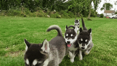 De boer zegt: ‘Die moet je niet nemen, hij is waardeloos’. Dan rolt het jochie zijn broekspijp omhoog