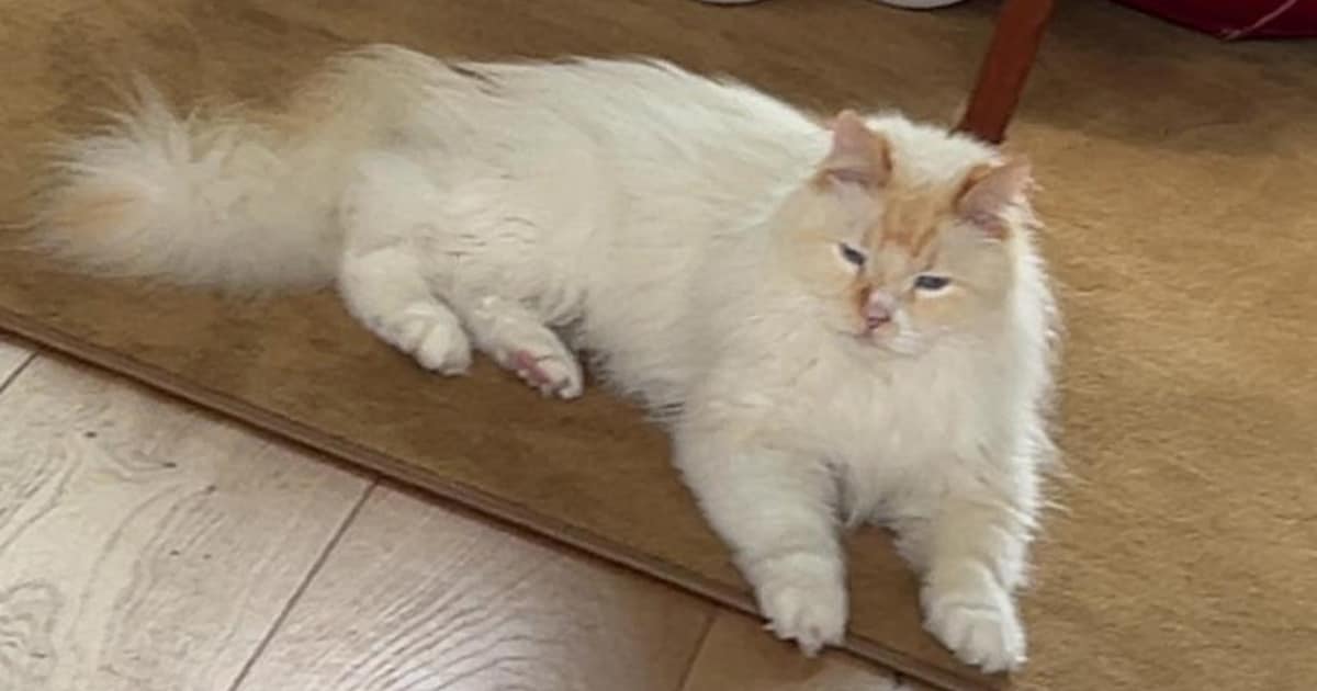 Heb jij Coco, Eefje of Misty gezien? Deze vijf huisdieren worden in Ermelo vermist