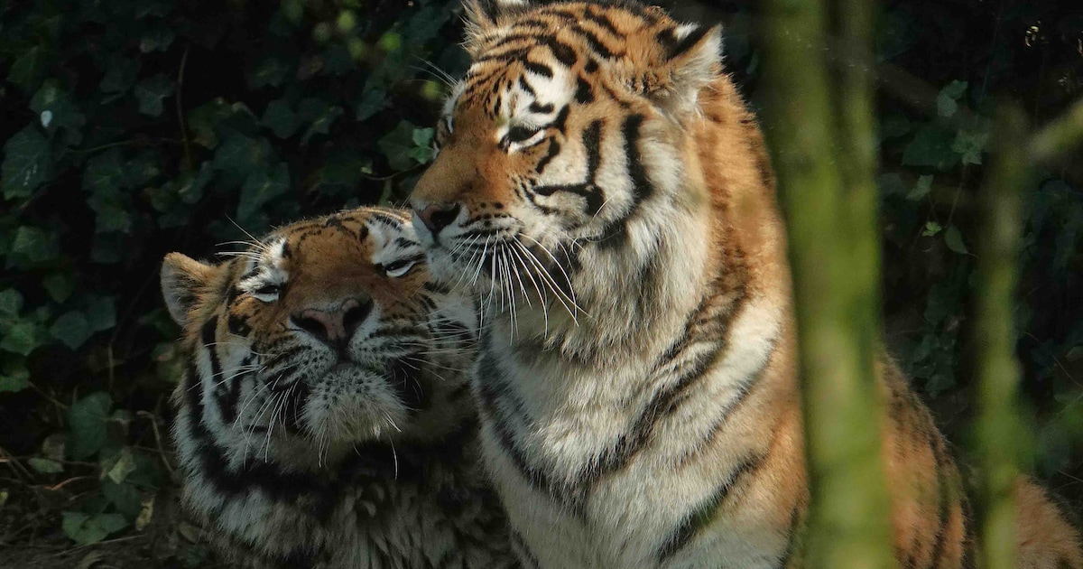 Hoop op Siberische tijgerwelpen in DierenPark Amersfoort na succesvol paren: ‘Eerste dekkingen hebbe