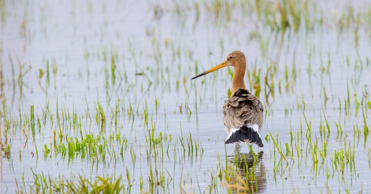 Op pad met natuurgids om te zien of de grutto al terugkeert in Veerslootlanden