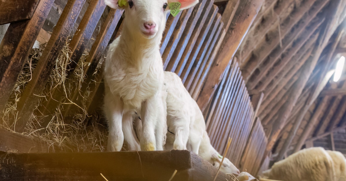 Volgende week weer nieuwgeboren lammetjes kijken in Ermelo