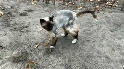 Heb jij Pepper, Diva of Poesje gezien? Deze drie huisdieren worden in Lelystad vermist