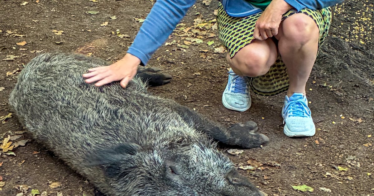 Zwijnen in stadspark Apeldoorn ontsnappen alsnog aan de kogel