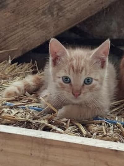 Heb jij Smurf of Vermist gezien? Deze twee huisdieren worden in Epe vermist