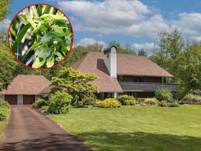 Miljoenenvilla met horrorplant in tuin na half jaar alweer in de verkoop: ‘De kinderen wilden niet verhuizen’
