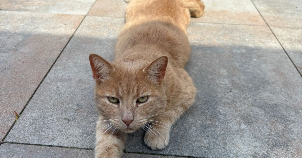 Heb jij Felixi of Ginger gezien? Deze twee huisdieren worden in Heerde vermist