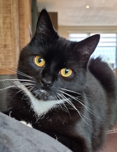 Heb jij Banjer of Eloy gezien? Deze twee huisdieren worden in Epe vermist