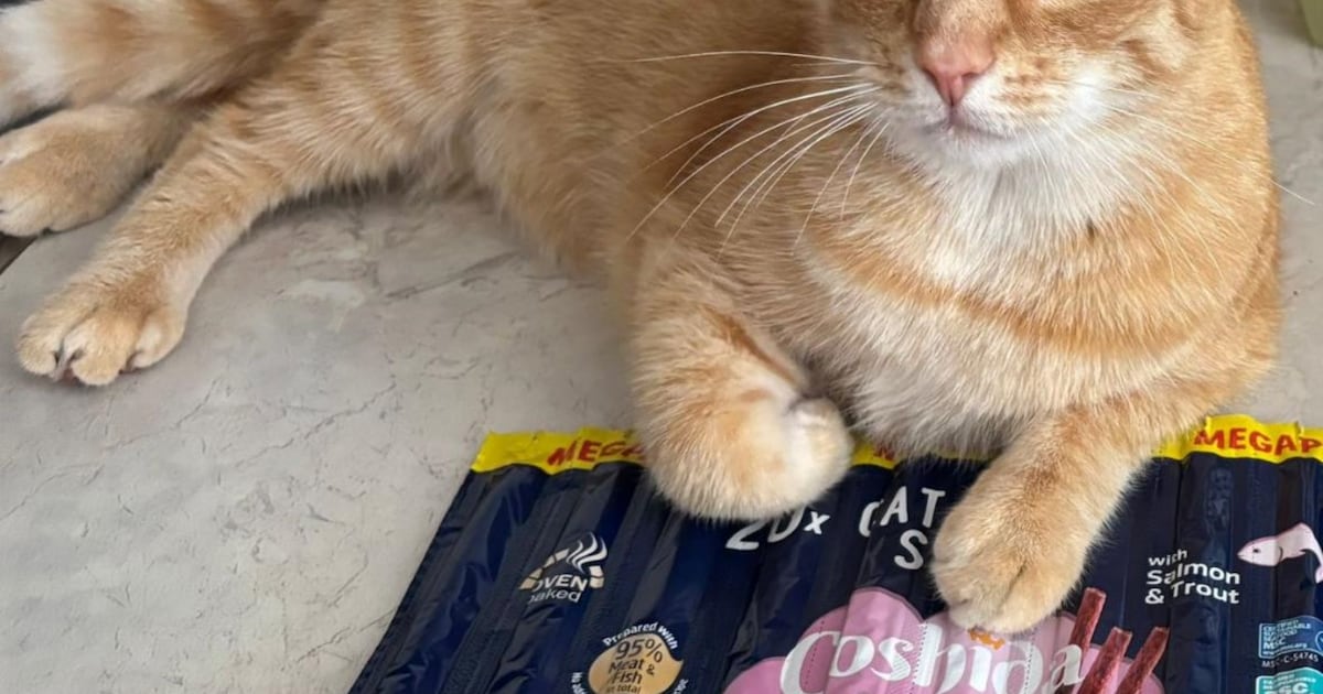 Heb jij Munchkin, Marsmellow of Pippa gezien? Deze drie huisdieren worden in Lelystad vermist