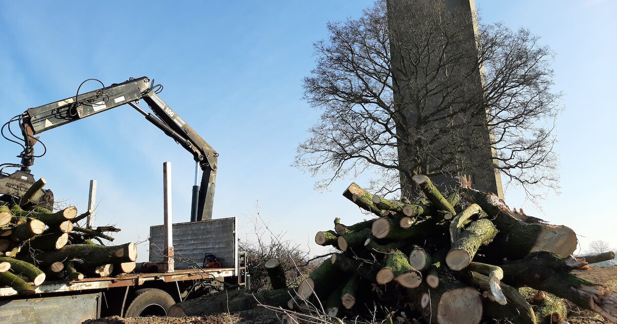 Kappen van eiken bij watertoren in Daarle roept veel vragen op, maar ‘we hebben overal vergunning vo
