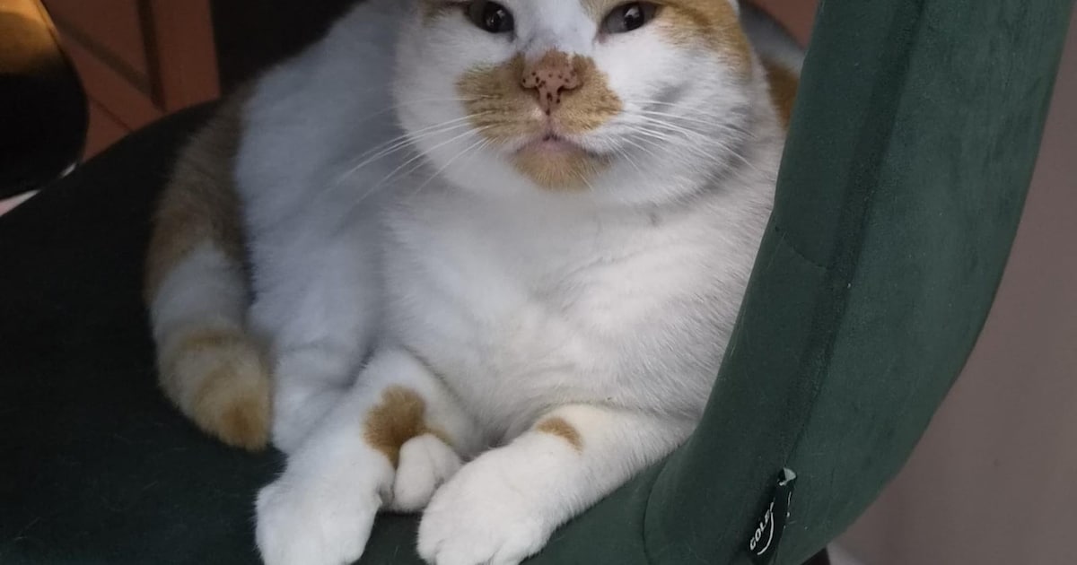 Heb jij Mario gezien? Dit huisdier wordt in Zeewolde vermist