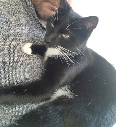 Heb jij Jimmy gezien? Dit huisdier wordt in Oldebroek vermist