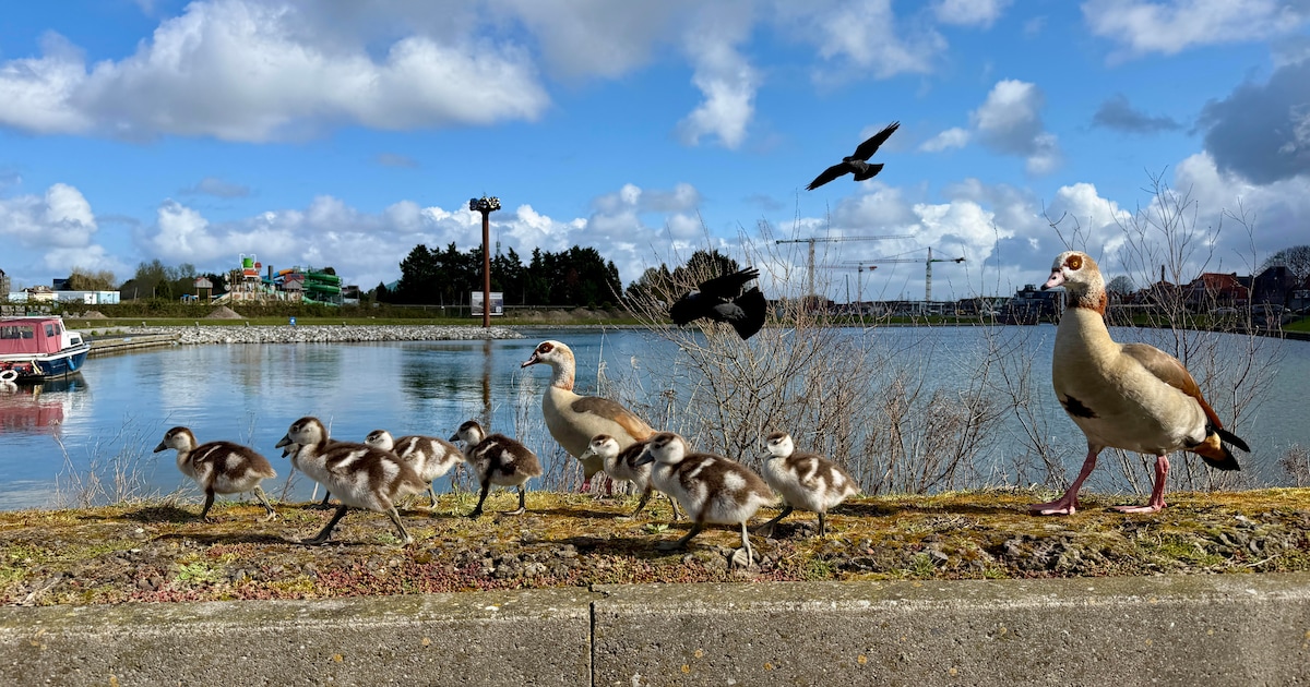 Dit stuurden jullie in: Gezin nijlgans geniet van de lente • Song and Relation uit Emst wint ‘De Wit