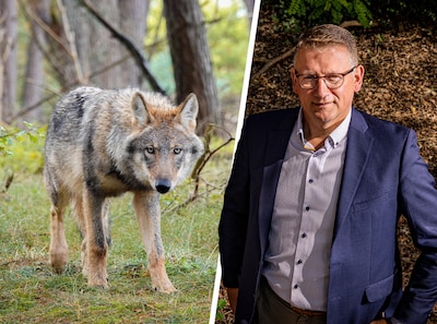 Harold Zoet vraagt ‘Den Haag’ om begrip: ‘Met alleen rasters lossen we problemen met de wolf niet op