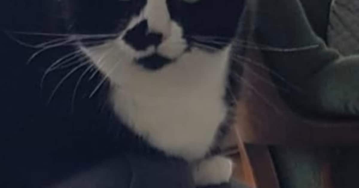 Heb jij Stofke gezien? Dit huisdier wordt in Ermelo vermist