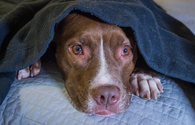 Hoe een simpele eierdoos al kan helpen als je hond doodsbang is voor vuurwerk