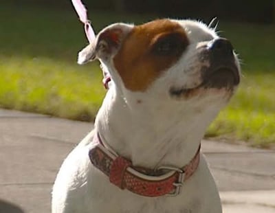 Fokker verstopt hondje Roza in Hongarije na ruzie met Urker gezin, rechter grijpt in