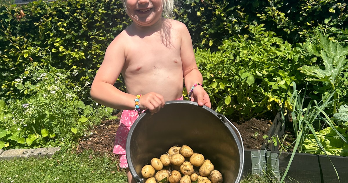 Guusje (3) uit Vroomshoop viert haar eigen ‘oogstfeest’: ‘De radijsjes prikken wel een beetje, mama’