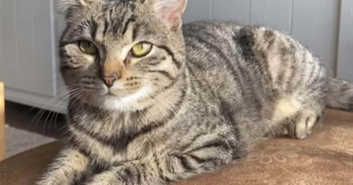 Heb jij Bobby of Guusje gezien? Deze twee huisdieren worden in Meppel vermist