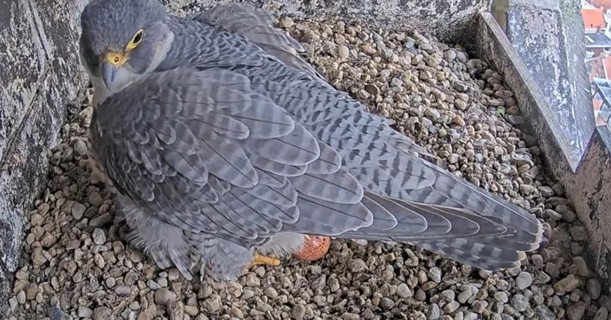 Slechtvalken in de Onze Lieve Vrouwetoren leggen ‘zeldzaam’ vijfde ei