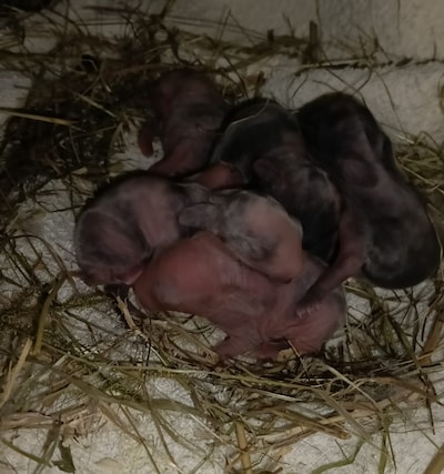 13 konijnen gedumpt in doos in Zwolle: pasgeboren konijntje overleeft het niet