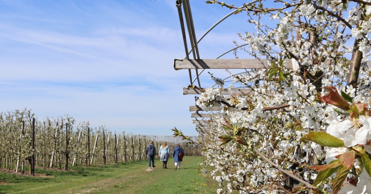 Fruitboomgaard in Rha opent voor wandelaars | Regio | De Stentor.nl