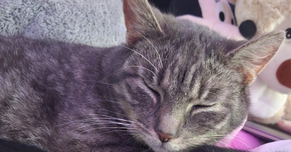 Heb jij Bluey gezien? Dit huisdier wordt in Lochem vermist