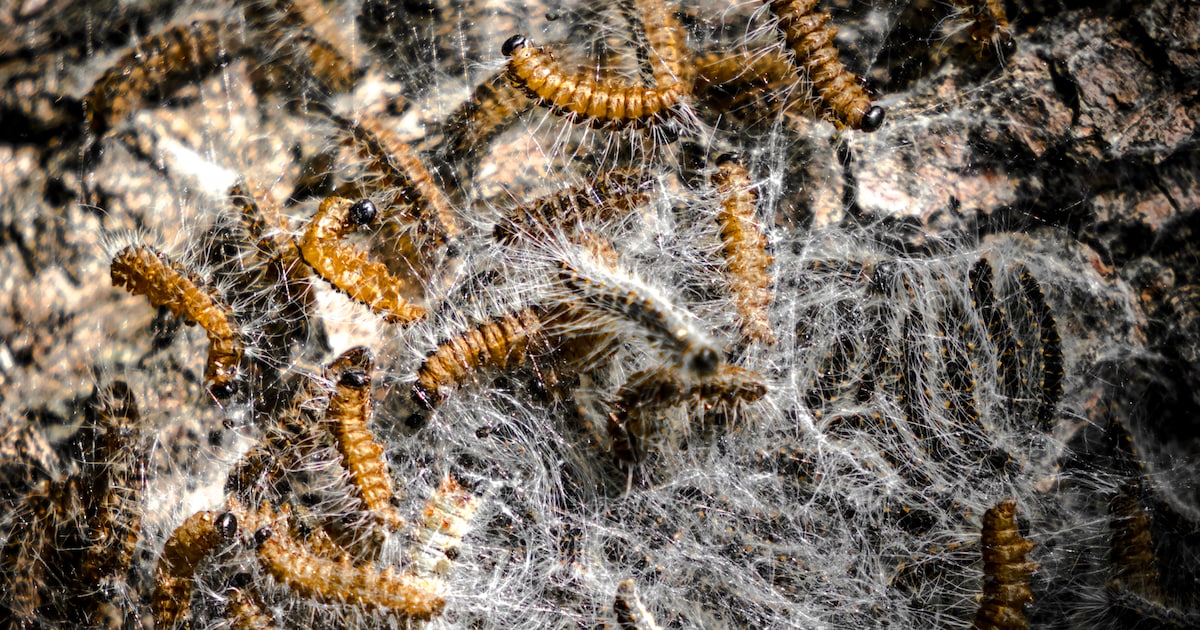 Staphorst bestrijdt eikenprocessierups met biologisch middel
