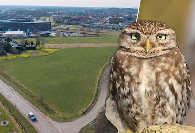 Hier moeten 64 woningen komen, maar dan duikt de steenuil op