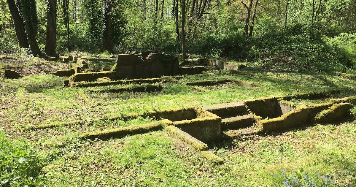 Generaties Epsenaren koesterden het Hassinkbos, nu wordt verborgen geschiedenis zichtbaar