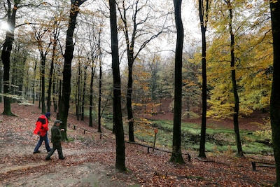 Rondleiding door het Speulderbos en langs het Solse Gat bij Ermelo en Putten