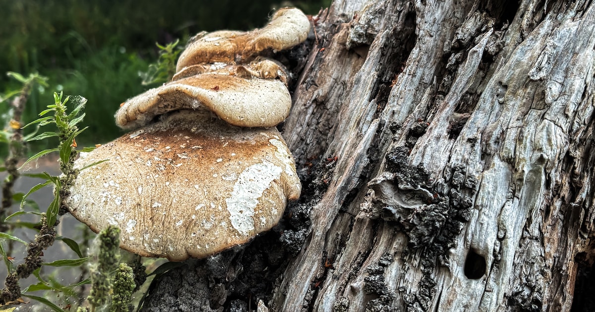 Jeugdnatuurclub onderzoekt paddenstoelen in Dronten