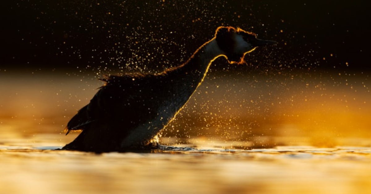 Natuurfotograaf uit Zalk vertelt in Hasselt over zijn liefde voor de IJssel