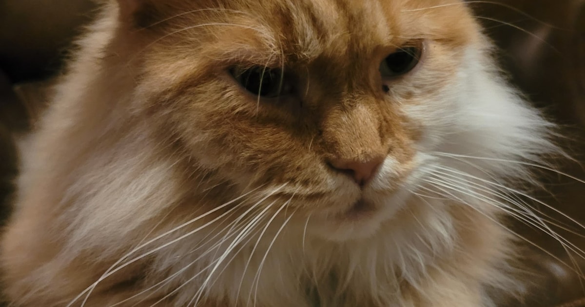 Heb jij Lilo of Tommy gezien? Deze twee huisdieren worden in Hardenberg vermist