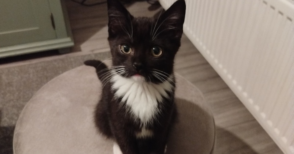 Heb jij Balu gezien? Dit huisdier wordt in Nijmegen vermist