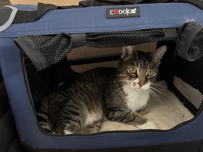 Heb jij Bonnie, Noa of Sjoerd(je) gezien? Deze vier huisdieren worden in Lelystad vermist